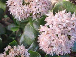 Crassula ovata lush blooms, shiny leaves